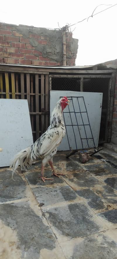 Pure Aseel king shamoo Japanese