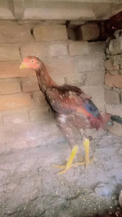 aseel home breed patha