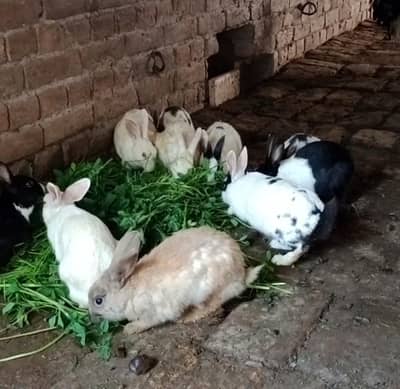 White Red Eyes Rabbit