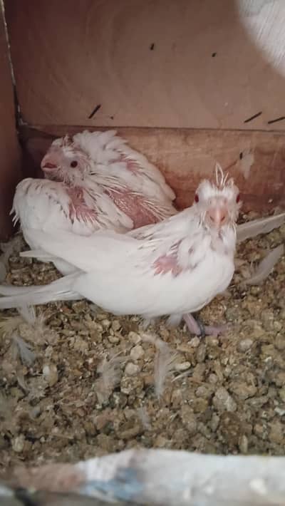 cocktail chicks red eyes for sale male available