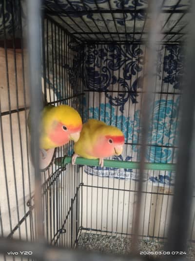 Lovebirds For Sale