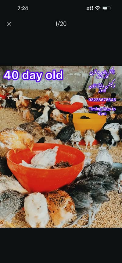 Golden Misri|Desi| Chicks| Egg laying Hen Chuzay  PATHI|Lohman Fayomi