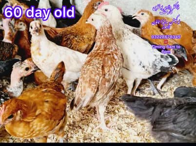Golden | Misri | Australorp |Desi| Chicks| Chuza|PATHI| Egg laying Hen