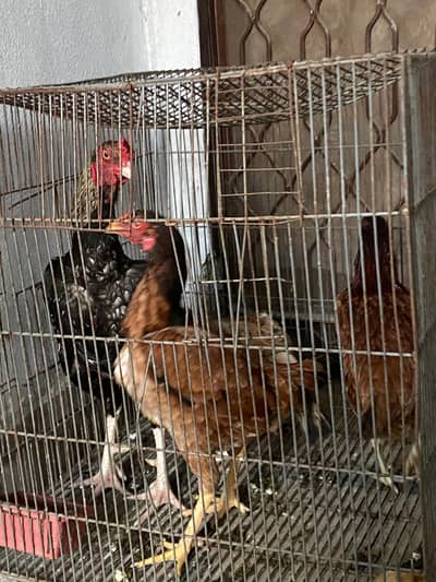 one aseel mane 3 female