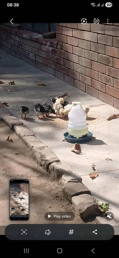 thai cross aseel chicks