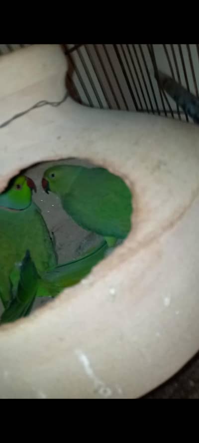 Green RingNeck breeder Pair