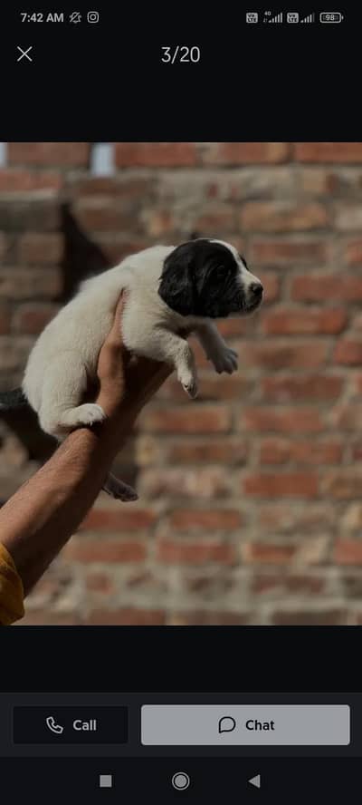 pointer dog puppy best quality original pointer