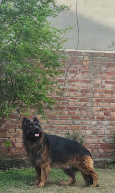 Highly Pedigree Male