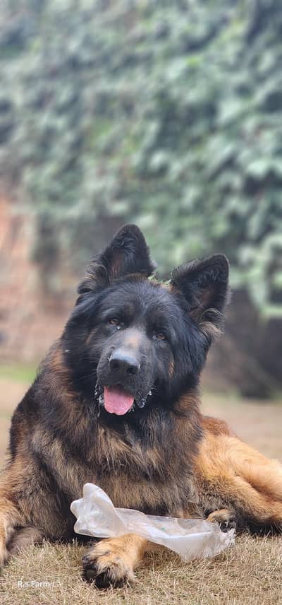 Highly Pedigree Male