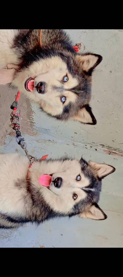 Husky Male And Female Available for sale