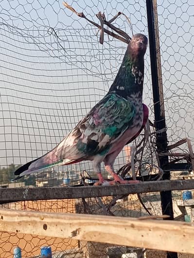 guarantee wali female