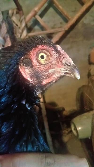 beautiful kurak hen for sale