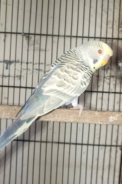 Dun Fallow Tufted Male