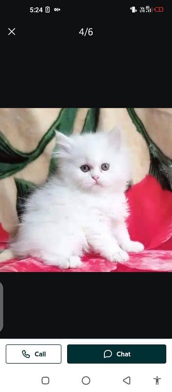 Persian cat for sales male female vaccine clear 0321=44=95=387=