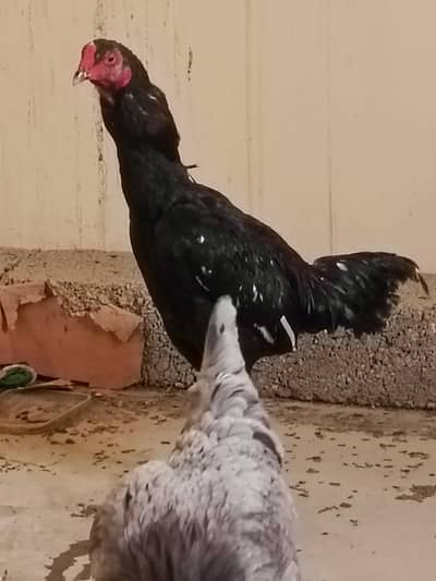 Aseel Murgha For sale