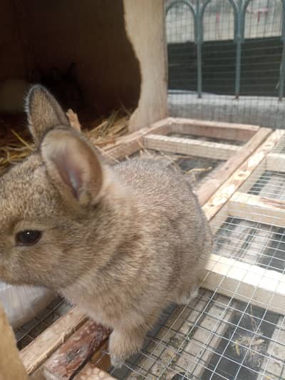 Flemish (03297749733)