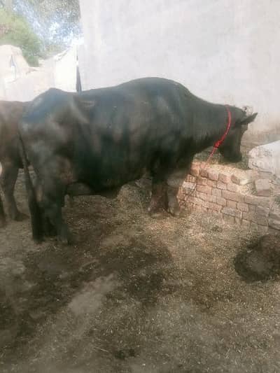 tiyaar bhains