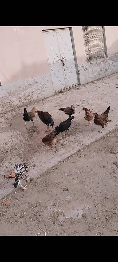 pure golden misri hens for sale