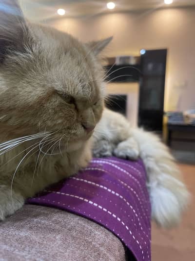 Golden Persian Cat for adoption