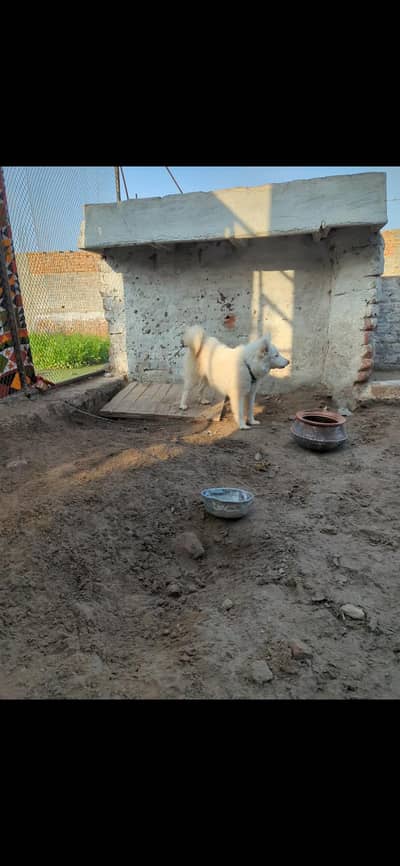 pure Russian female puppy 7 month 0 size