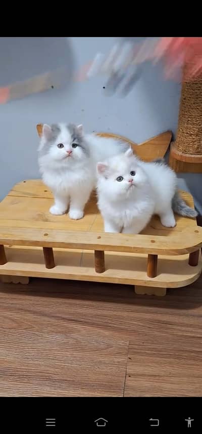 Quality Persian Punch face cat & kitten is 03233614642 WhatsApp