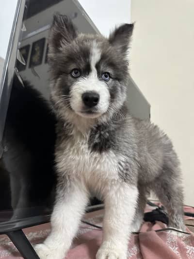 Siberian husky puppy, pure quality
