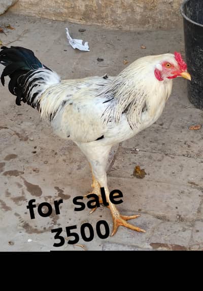 golden misri 1rooster 4 hens(6500 rupee) and 1 aseel rooster(3500)