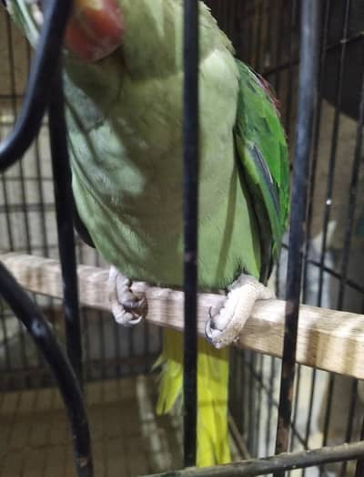 Talking and Semi Tame Female