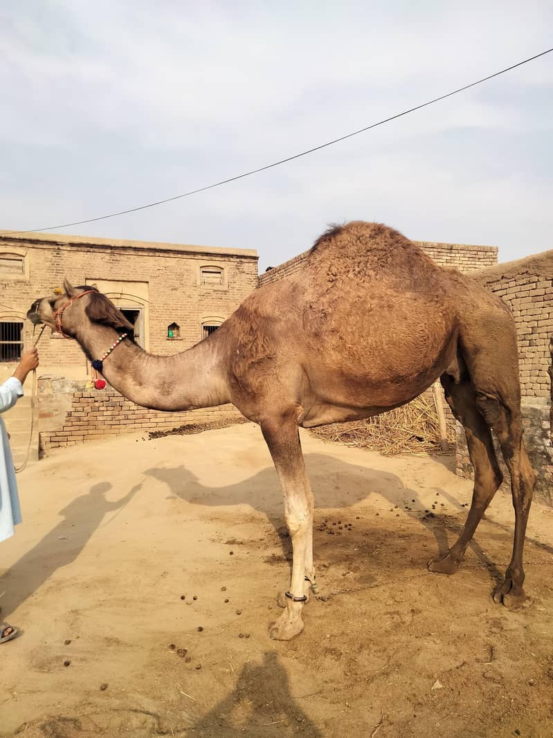 camel 2