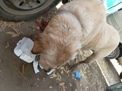 all setup for sale 60k price final selling due to shift abroad