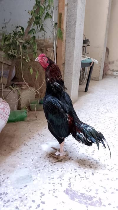 Mushka lakha murgha for sale