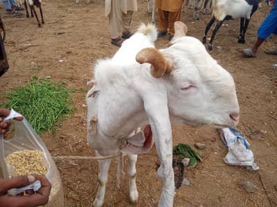 Ando Bakra White Gulabi