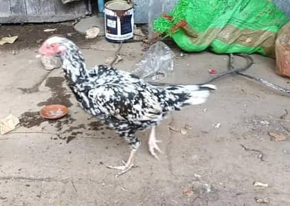 Aseel Hen for sale