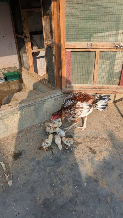 aseel male female and 8 chick
