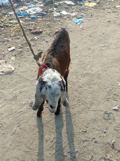 ماہ 6 کا صحت مند بکری کا بچہ