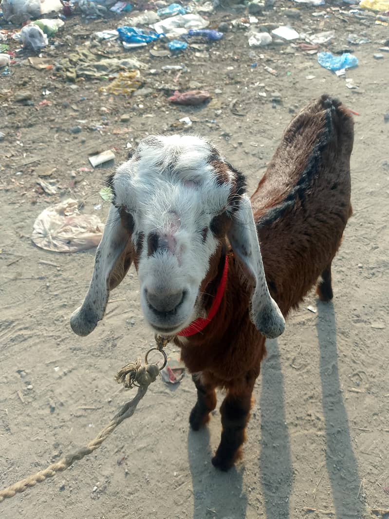 ماہ 6 کا صحت مند بکری کا بچہ 1