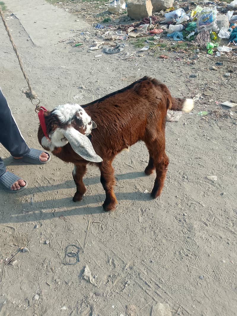 ماہ 6 کا صحت مند بکری کا بچہ 2