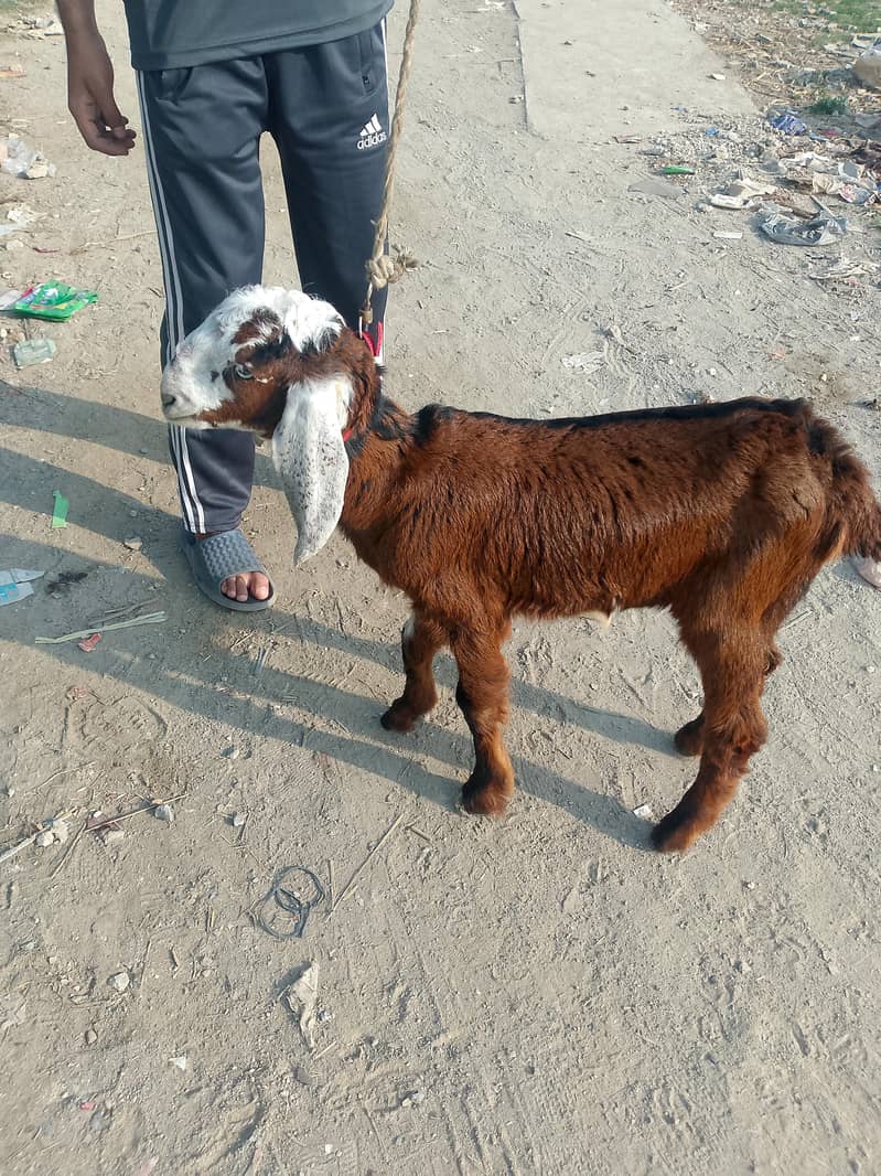 ماہ 6 کا صحت مند بکری کا بچہ 3