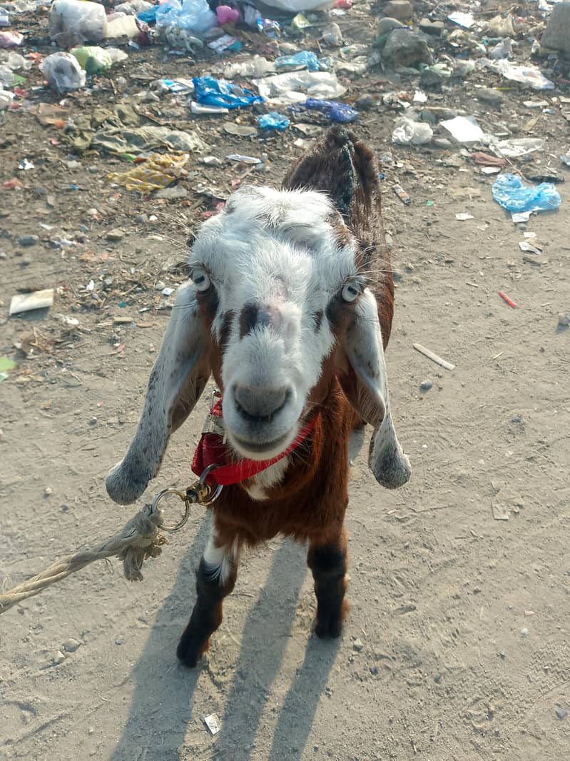 ماہ 6 کا صحت مند بکری کا بچہ 4