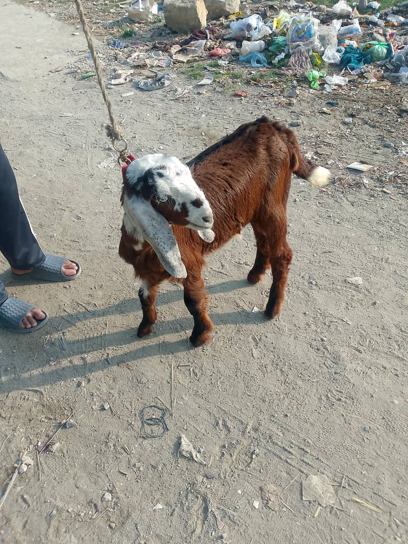 ماہ 6 کا صحت مند بکری کا بچہ 5