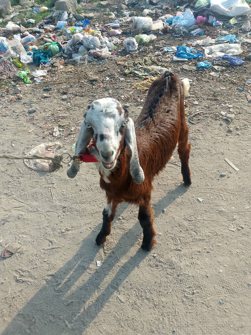 ماہ 6 کا صحت مند بکری کا بچہ 6