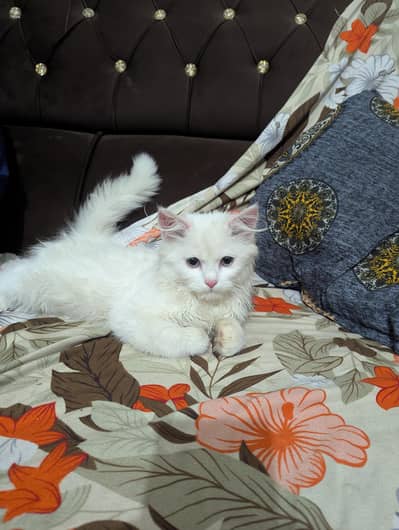 Persian cat active