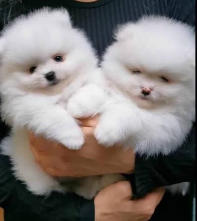 Pomeranian puppies 03111968618