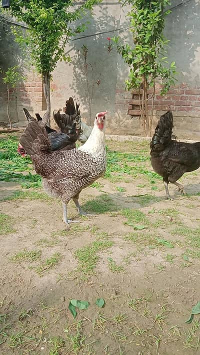 astrologer and Egyptianfomey