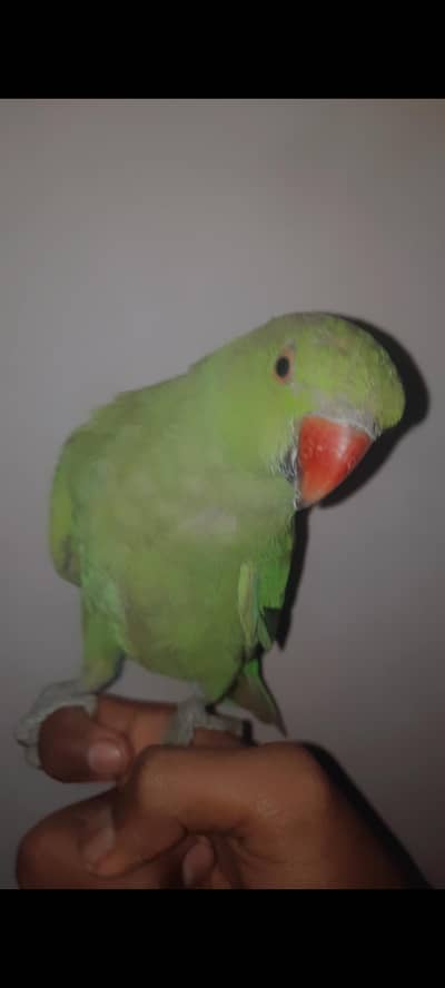 Green Parrot For Sale