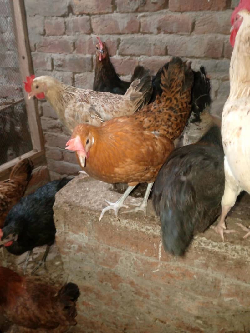 مرغیاں انڈے 1