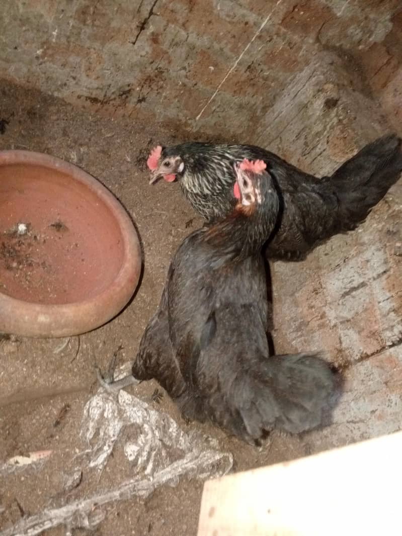 مرغیاں انڈے 2