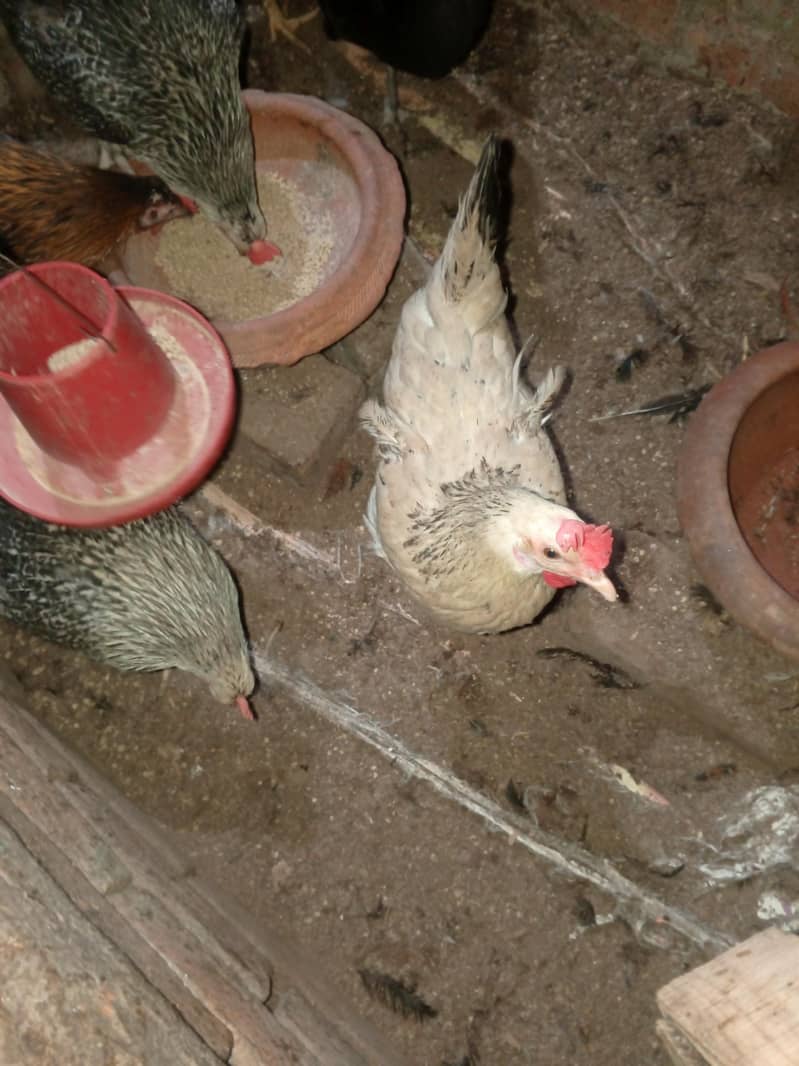 مرغیاں انڈے 3