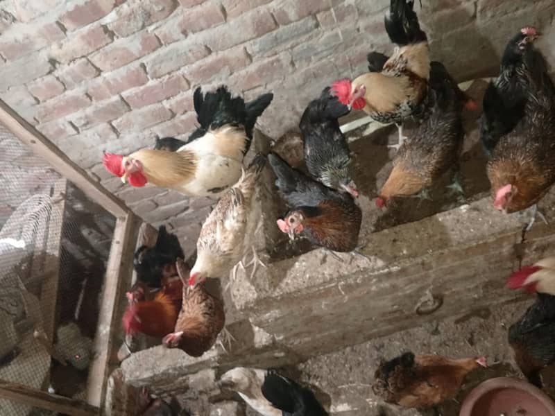 مرغیاں انڈے 5