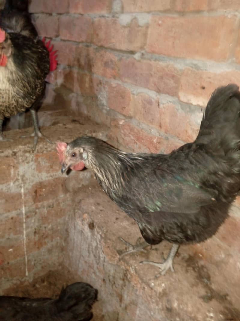 مرغیاں انڈے 6